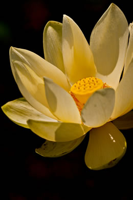 image of Nelumbo lutea, Yonkapin, American Lotus-lily, Yellow Nelumbo, Pond-nuts