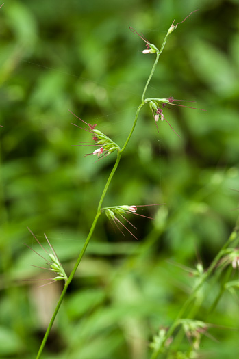 image of Oplismenus setarius, Shortleaf Basketgrass, Woods-grass, Bristle Basketgrass