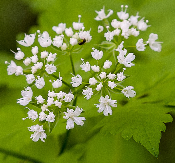 Osmorhiza longistylis, Aniseroot, Smooth Sweet Cicely, Longstyle Sweet-cicely