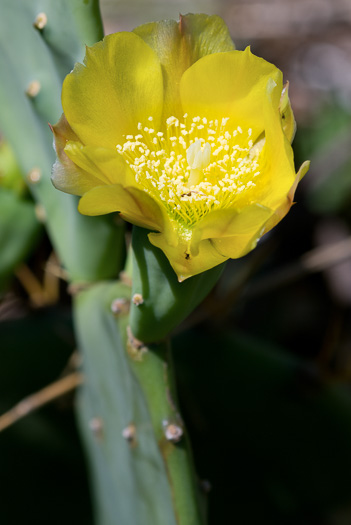 image of Opuntia stricta var. dillenii, Coastal Prickly Pear, Shell Midden Prickly-pear, Yaaxpakan, Erect Prickly-pear