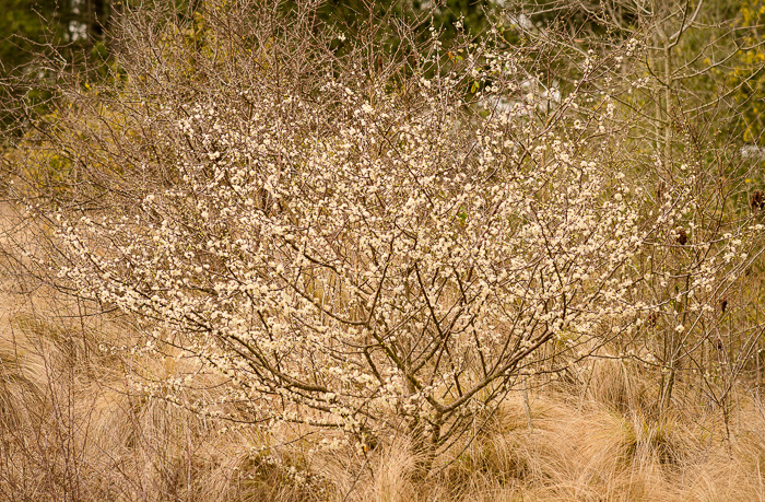 image of Prunus angustifolia, Chickasaw Plum, Sandhill Plum, Florida Sand Plum, Sand Plum