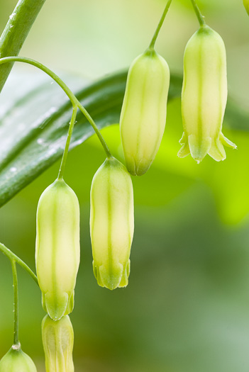 image of Polygonatum biflorum +, Smooth Solomon's Seal