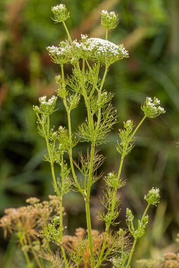 image of Ptilimnium capillaceum, Eastern Bishopweed, Atlantic Bishopweed, Mock Bishopweed, Atlantic Mock Bishop's Weed