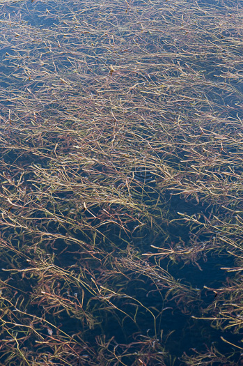 image of Potamogeton diversifolius, Common Snailseed Pondweed, Waterthread Pondweed