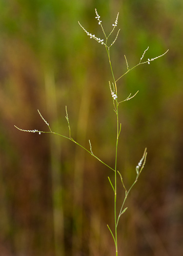 image of Polygonella fimbriata, Sandhill Jointweed, Fringed Thysanella
