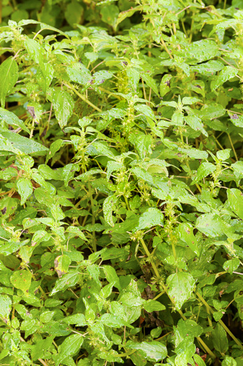 image of Parietaria floridana, Florida Pellitory