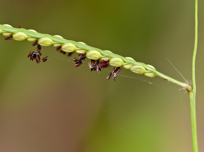 spikelet