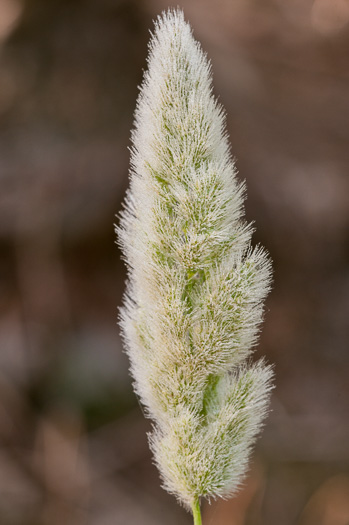 fruit of Polypogon monspeliensis, Annual Rabbitsfoot Grass, Beardgrass, Annual Beardgrass