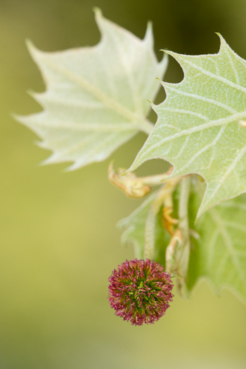 image of Platanus occidentalis var. occidentalis, American Sycamore, Planetree