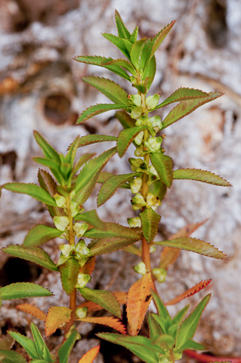 Proserpinaca palustris, Marsh Mermaid-weed, Common Mermaid-weed