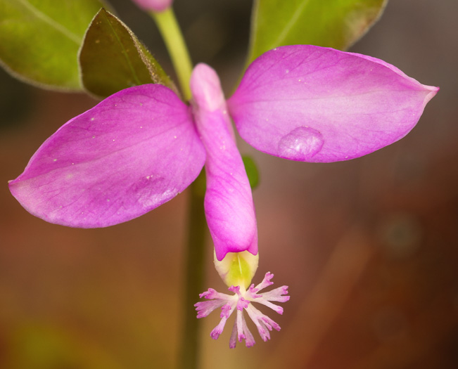 image of Polygaloides paucifolia, Gaywings, Fringed Polygala, Flowering Wintergreen, Bird-on-the-wing