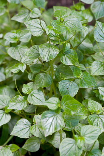 image of Peperomia pellucida, Pepper-elder, Man-to-man, Rat-ear