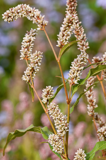 image of Persicaria pensylvanica, Pennsylvania Smartweed, Pinkweed