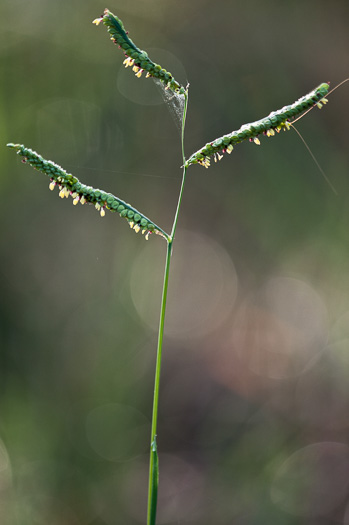 spikelet