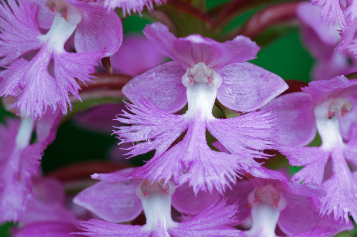 image of Platanthera psycodes, Small Purple Fringed Orchid, Butterfly Orchid, Lesser Purple Fringed Orchid