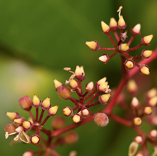 image of Parthenocissus quinquefolia, Virginia Creeper