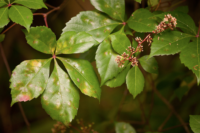 image of Parthenocissus quinquefolia, Virginia Creeper