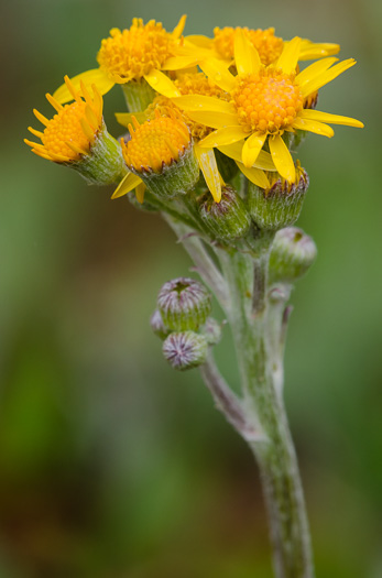 sepals or bracts of Packera tomentosa, Woolly Ragwort