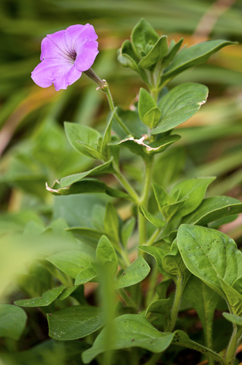 flower of Petunia ×atkinsiana, Garden Petunia