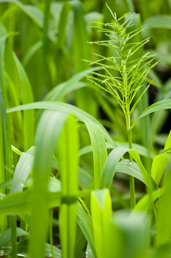 spikelet