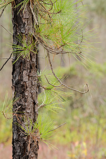 image of Pinus serotina, Pond Pine, Pocosin Pine, Marsh Pine