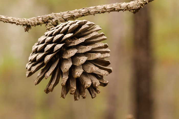 image of Pinus serotina, Pond Pine, Pocosin Pine, Marsh Pine