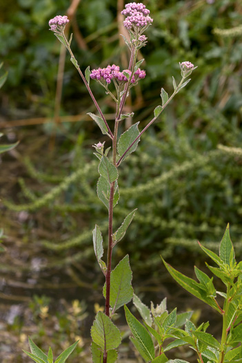 image of Pluchea odorata, Saltmarsh Fleabane, Shrubby Camphorweed