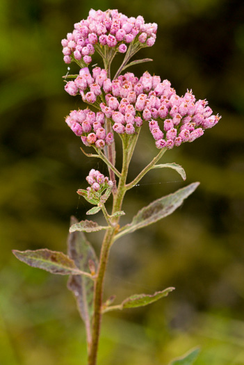 image of Pluchea odorata, Saltmarsh Fleabane, Shrubby Camphorweed