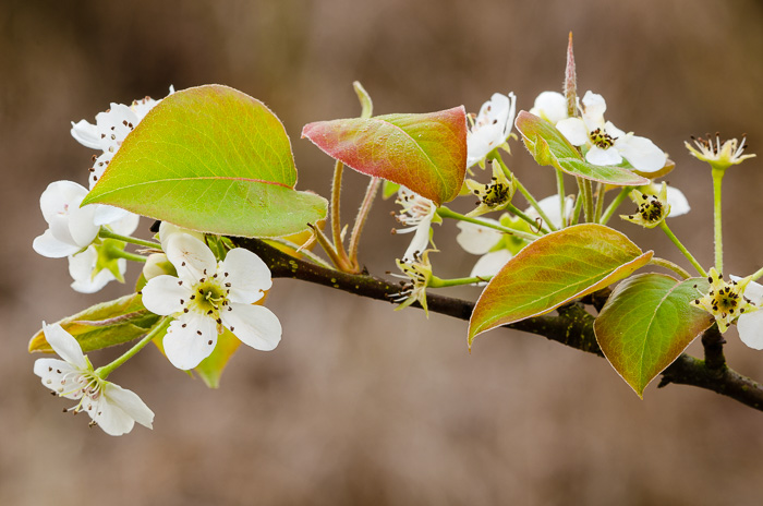 image of Pyrus calleryana, Bradford Pear, Callery Pear