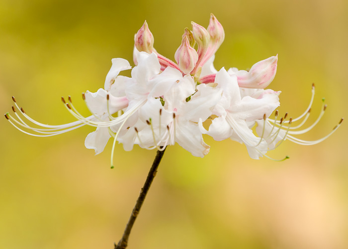 image of Rhododendron canescens, Piedmont Azalea, Southern Pinxter Azalea, Hoary Azalea