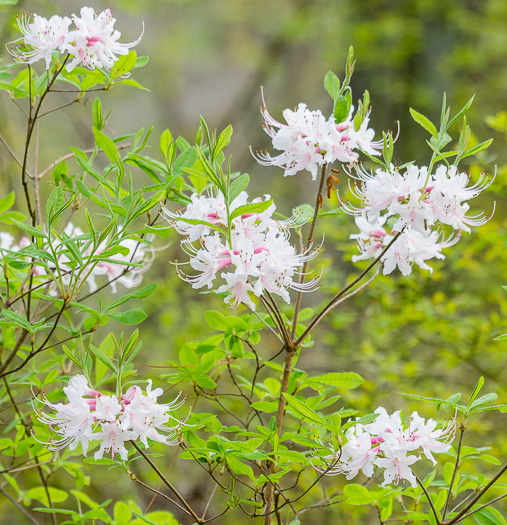 image of Rhododendron canescens, Piedmont Azalea, Southern Pinxter Azalea, Hoary Azalea