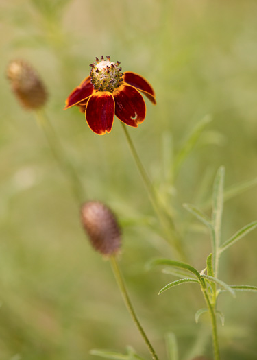 image of Ratibida columnifera, Mexican Hat, Columnar Prairie Coneflower, Upright Coneflower, Long-headed Coneflower