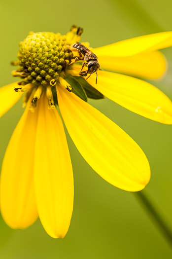 image of Rudbeckia laciniata var. laciniata, Greenheaded Coneflower, Common Cutleaf Coneflower