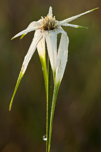 image of Rhynchospora latifolia, Broadleaf Whitetop Sedge, Giant Whitetop Sedge, White-bracted Sedge