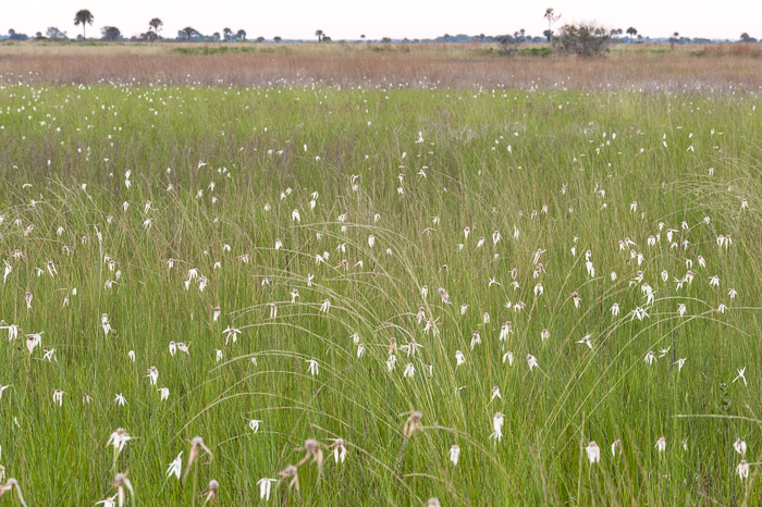 image of Rhynchospora latifolia, Broadleaf Whitetop Sedge, Giant Whitetop Sedge, White-bracted Sedge