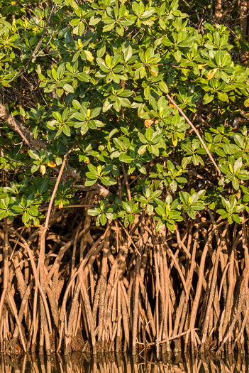 image of Rhizophora mangle, Red Mangrove