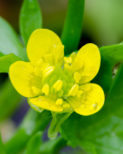 image of Ranunculus muricatus, spinyfruit buttercup, Roughseed Buttercup