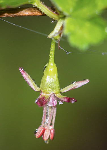 stamen