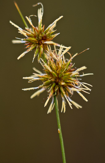 image of Rhynchospora tracyi, Tracy's Beaksedge