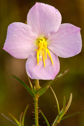 image of Rhexia mariana var. mariana, Pale Meadowbeauty, Maryland Meadowbeauty, Dull Meadowbeauty