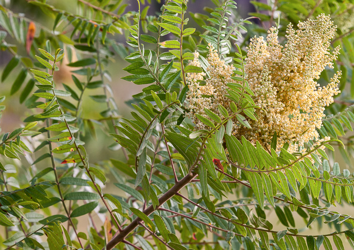 image of Rhus copallinum +, Winged Sumac, Shining Sumac, Dwarf Sumac