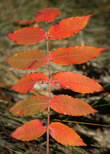 image of Rhus michauxii, Michaux's Sumac, Dwarf Sumac, False Poison Sumac