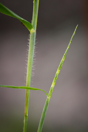 image of Rottboellia cochinchinensis, Itch-grass