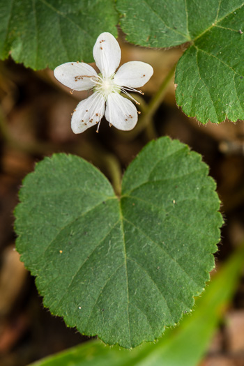 flower of Rubus repens, Robin-runaway, Star-violet, Dewdrop