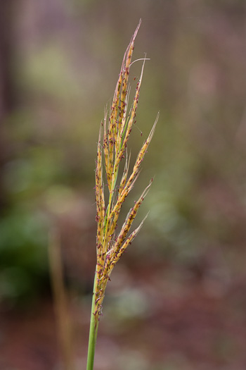 image of Erianthus brevibarbis, Short-beard Plumegrass