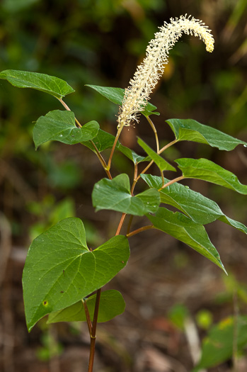 Lizard's-tail