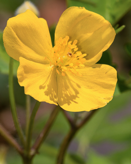 image of Stylophorum diphyllum, Celandine-poppy, Woods-poppy