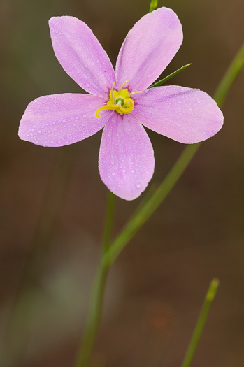 image of Sabatia grandiflora, Largeflower Rose-gentian