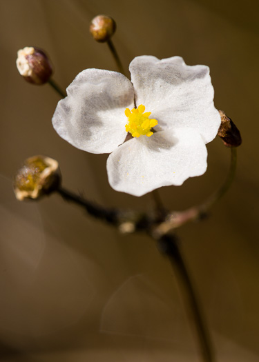 image of Sagittaria isoetiformis, Quillwort Arrowhead, Depression Meadow Arrowhead