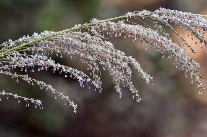 panicle